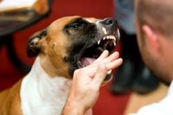 A brown black and white aggressive dog had it's mouth open, ready to bite the hand of a man