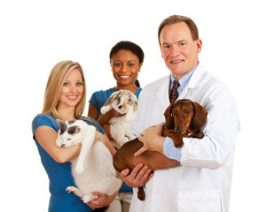 Three veterinary professionals hold a dog, a cat, and a rabbit on a white background