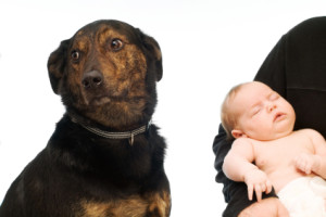 An uncomfortable looking brown and black dog turns it's head away from a baby sleeping on a person's lap. On a white background.