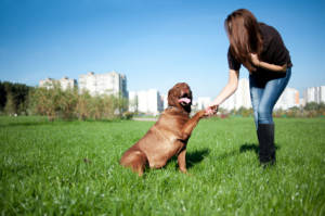 Dog training and Pet Behavior Experts
