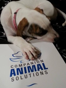 A white puppy with brown ears sleeps with it's head and one foot on a presentation folder from Companion Animal Solutions