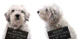A front and side view of a long haired white dog with a sign around it's neck that says "Naughty Dog", as if a mug shot