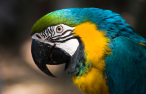 Side view, close-up photo of the head of a large blue, green, and yellow parrot