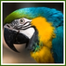 Side view, close-up photo of the head of a large blue, green, and yellow parrot