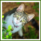 A tabby and white cat looks up from beside a bush in a garden