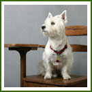 A white terrier type dog sits in an old style school chair