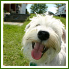 Dog training and Pet Behavior Experts